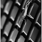 # | Hinter Gittern