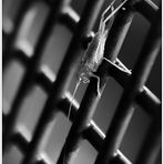 # | Hinter Gittern