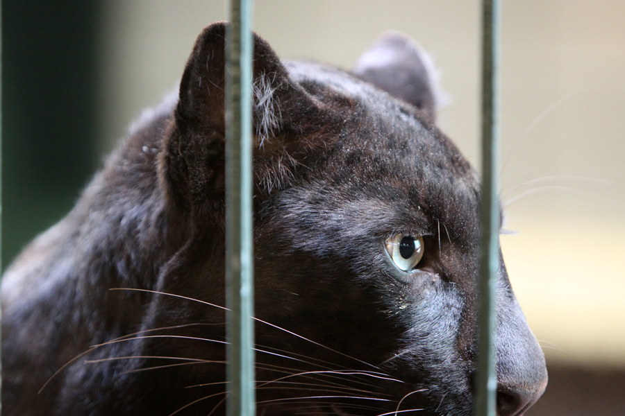 hinter Gittern