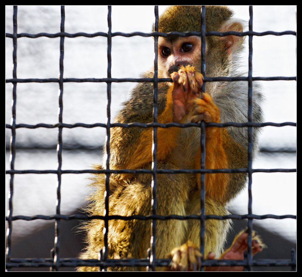 Hinter Gittern