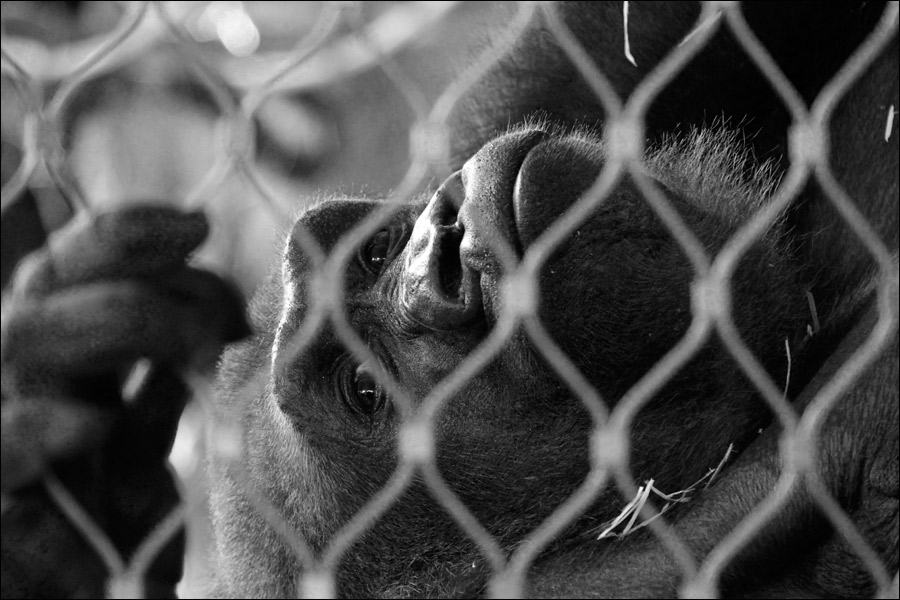 Hinter Gittern