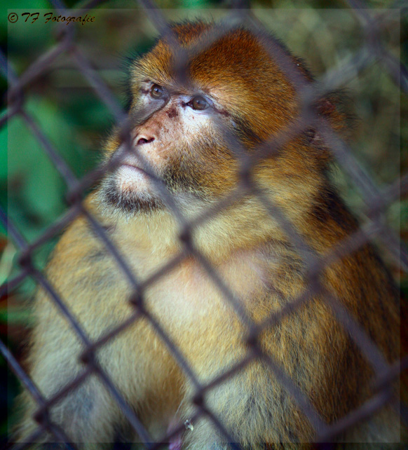 Hinter Gittern....