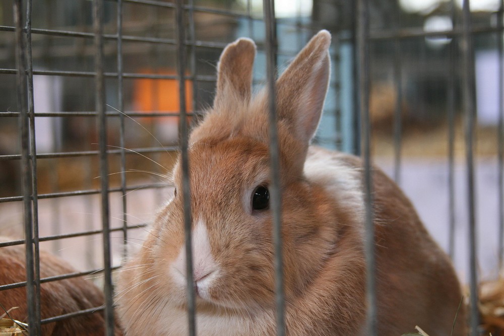 Hinter Gittern