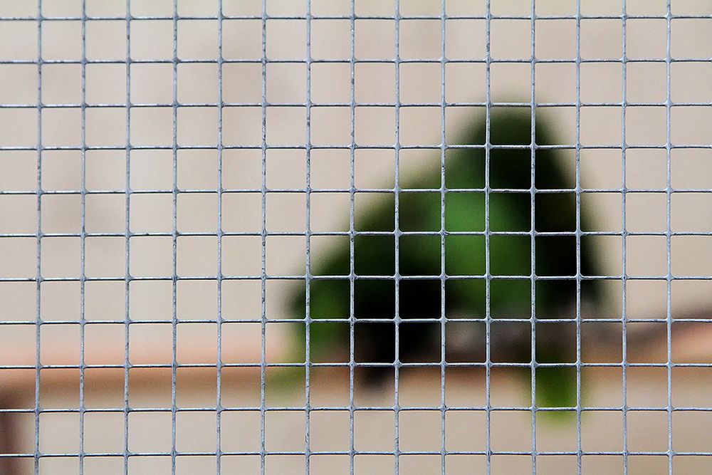 Hinter Gittern 