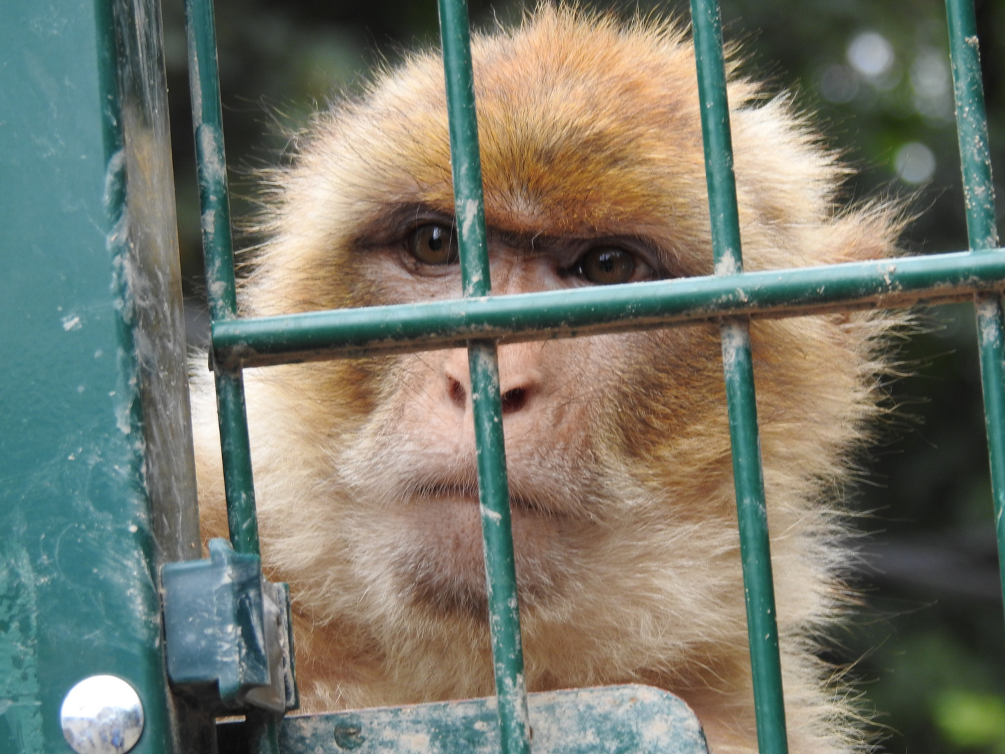 Hinter Gittern