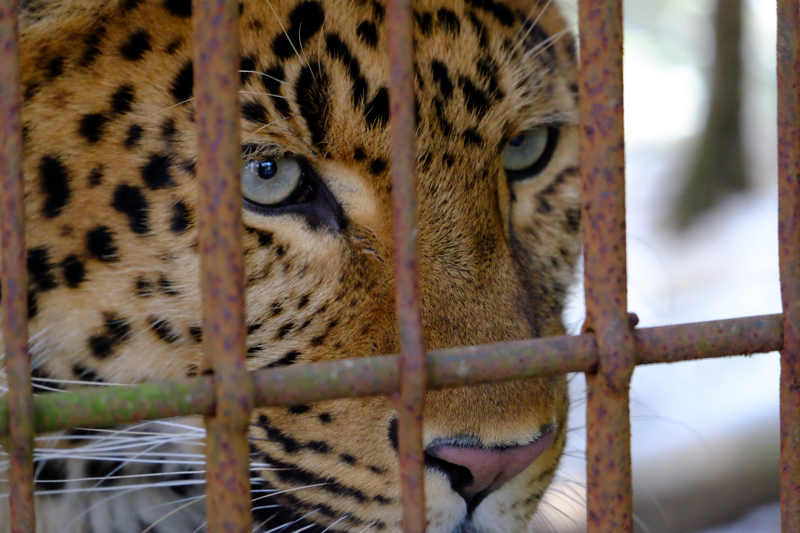 Hinter Gittern