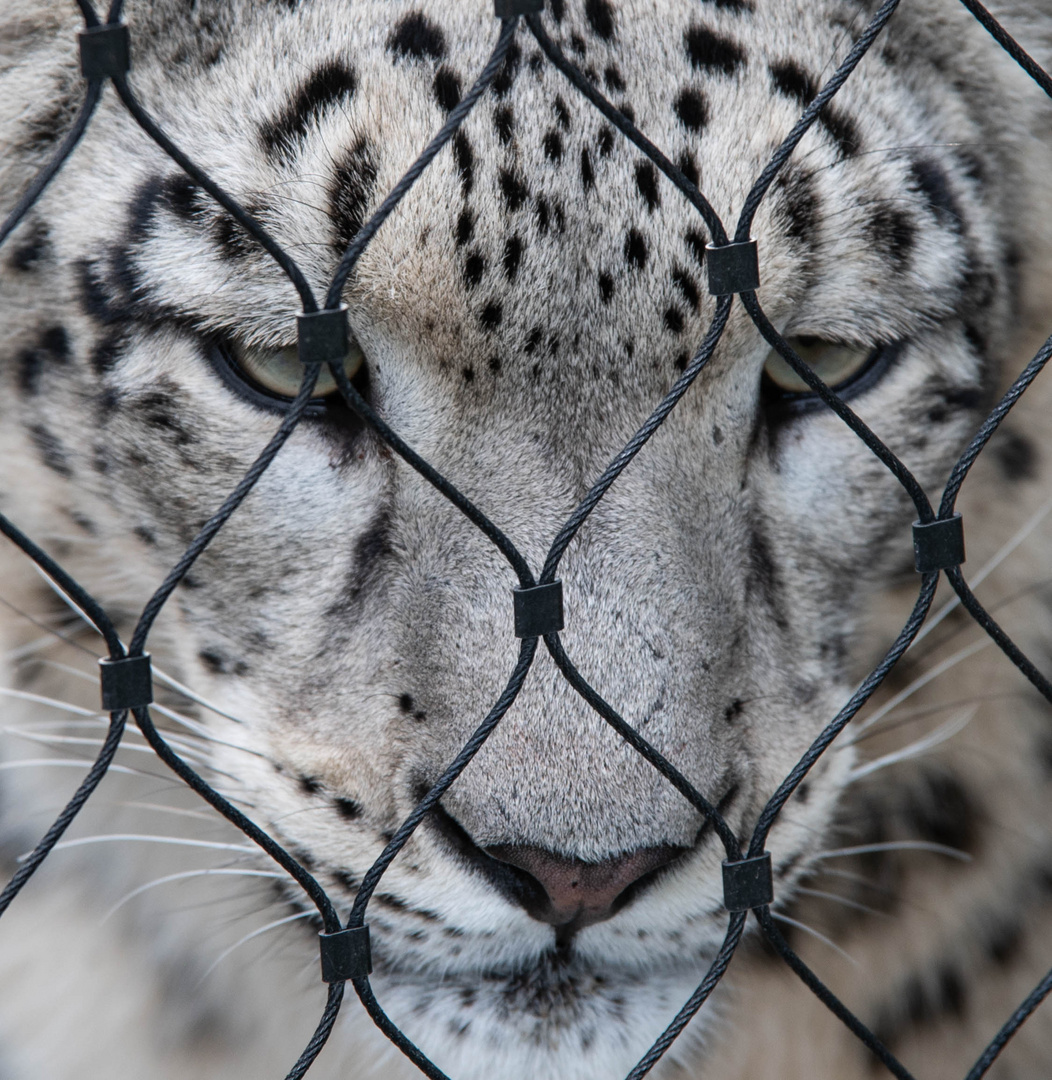 Hinter Gittern