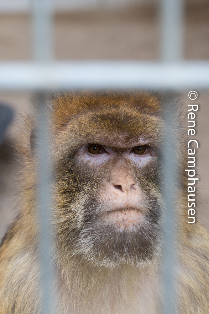 Hinter Gittern