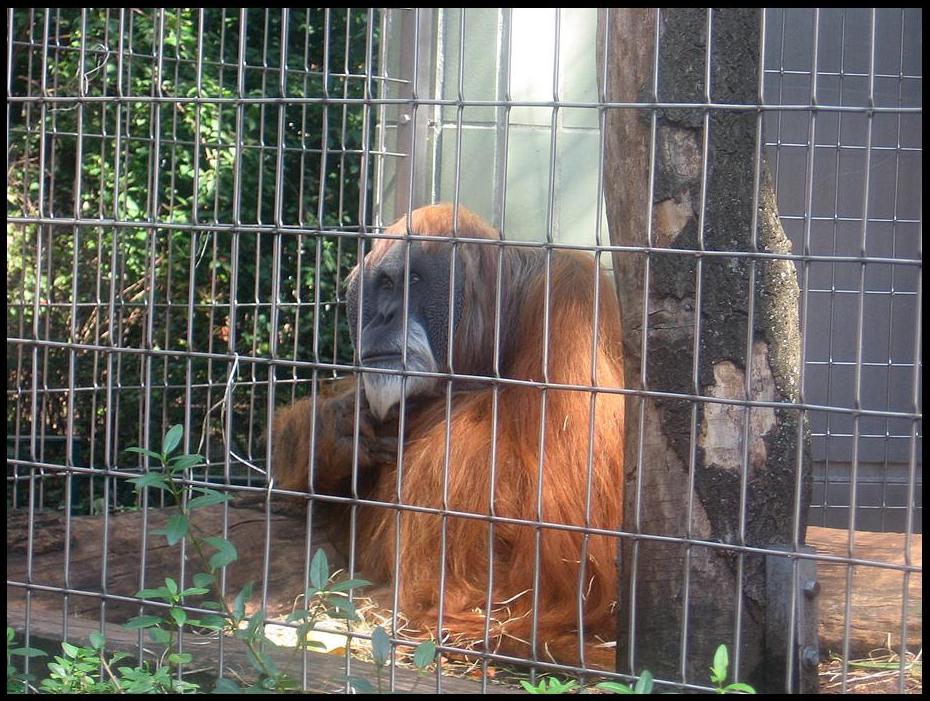 ...Hinter Gittern...