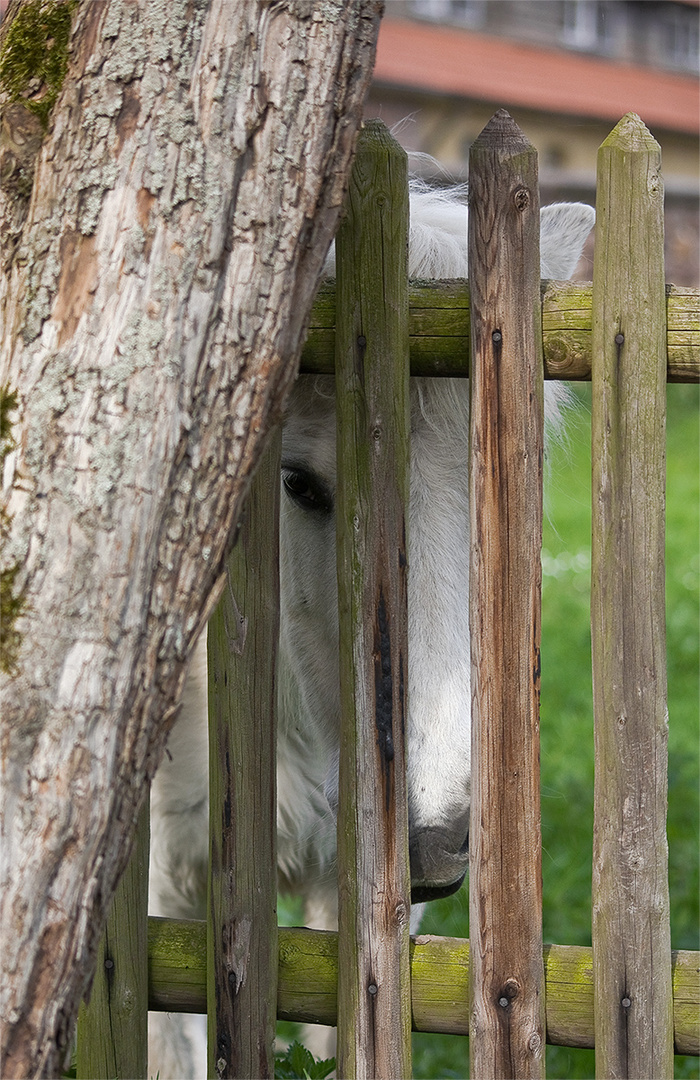 Hinter Gittern