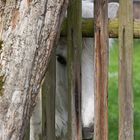 Hinter Gittern