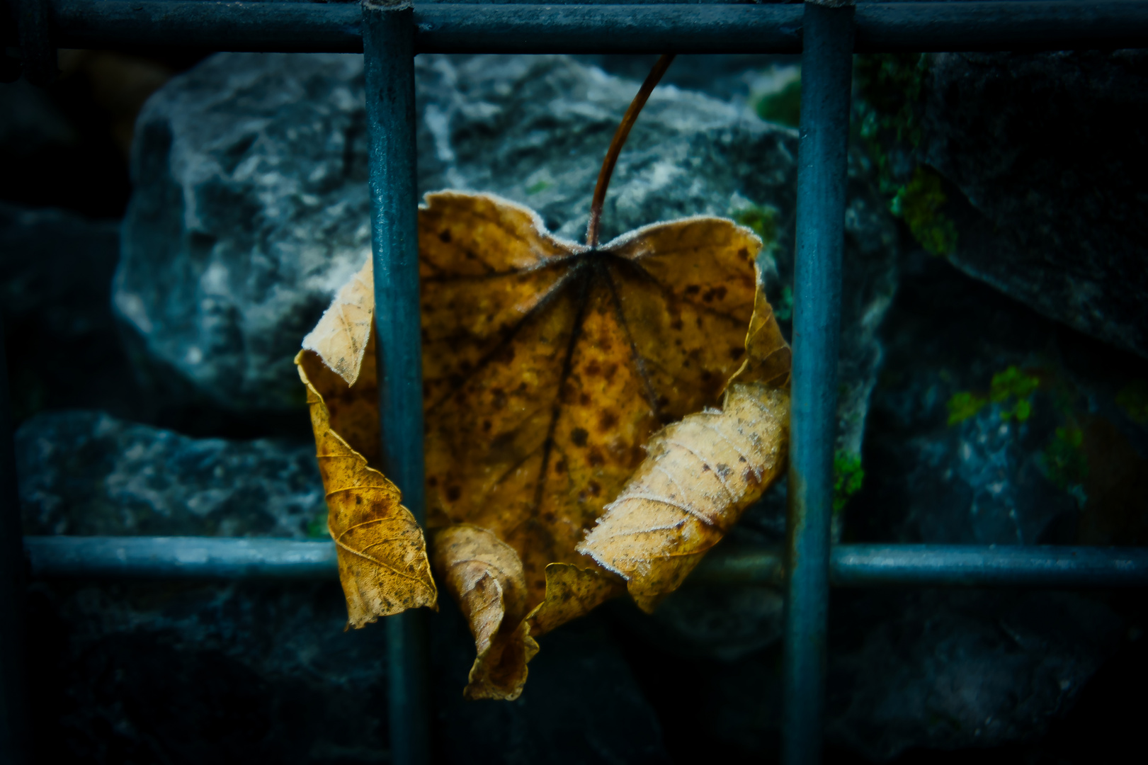 Hinter Gittern