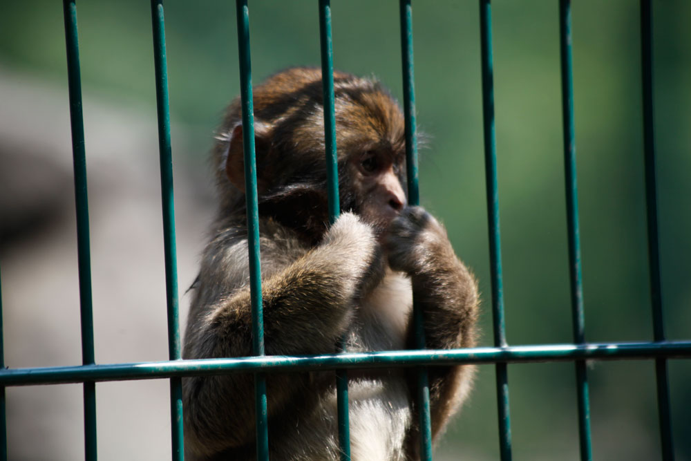 Hinter Gittern