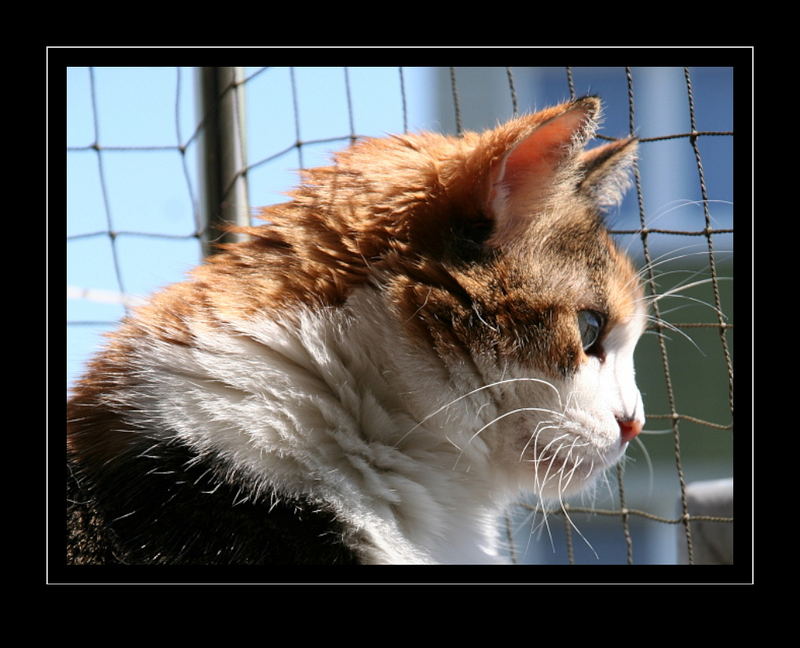 Hinter Gittern