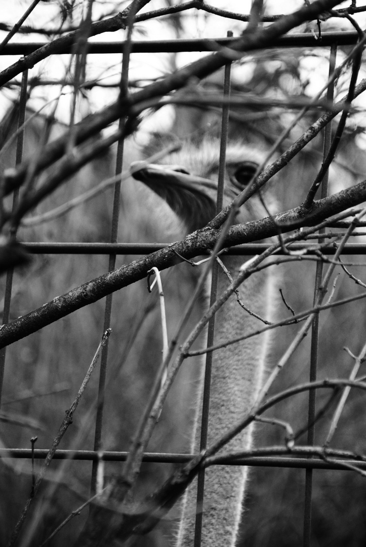 *hinter Gittern*