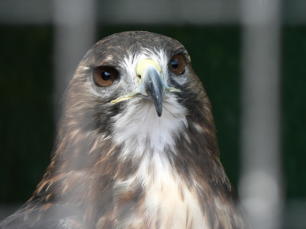 Hinter Gittern