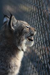 Hinter Gittern