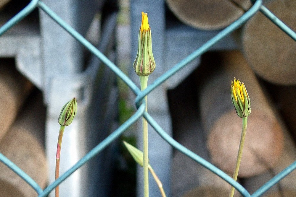 Hinter Gittern