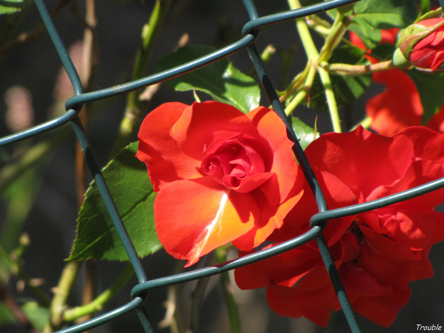 Hinter Gittern