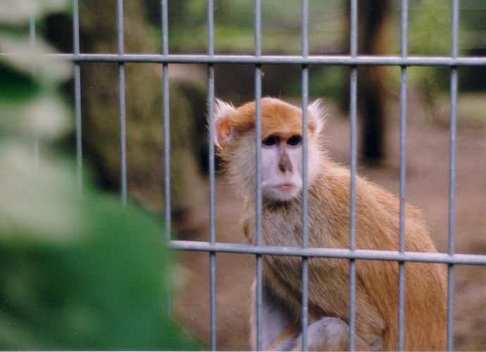 "Hinter Gittern"