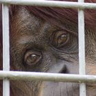 Hinter Gittern