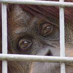 Hinter Gittern