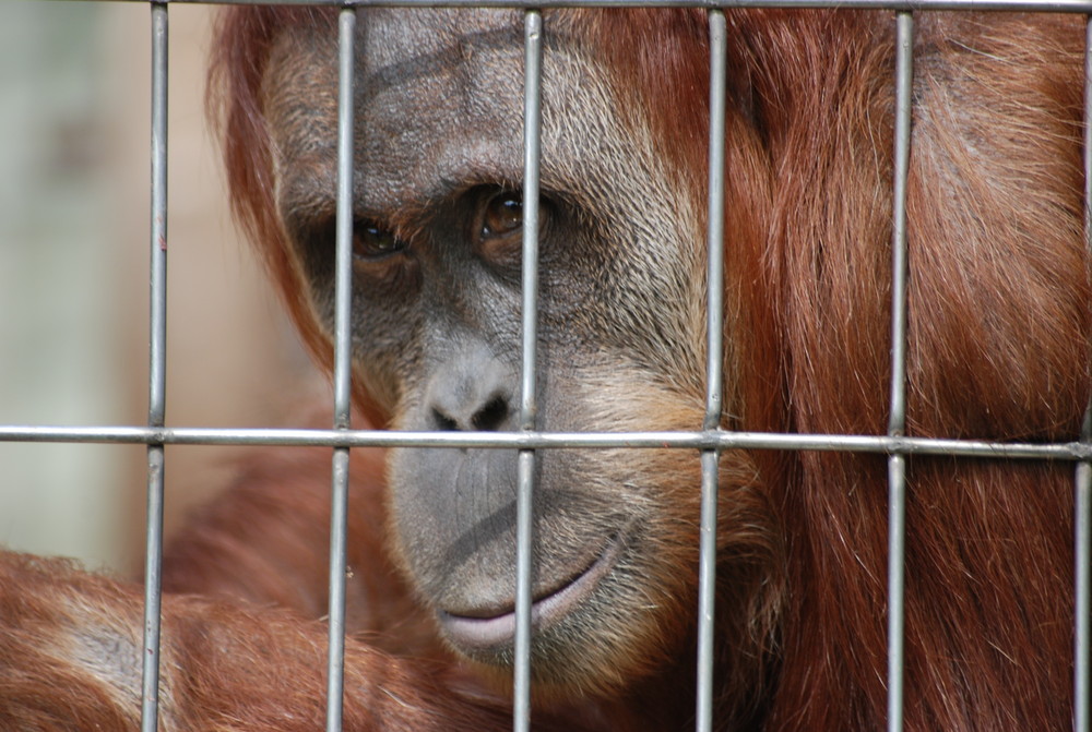 Hinter Gittern