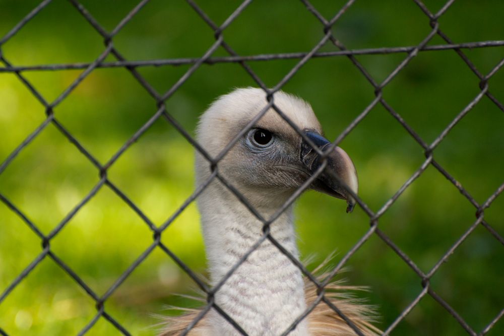 Hinter Gittern