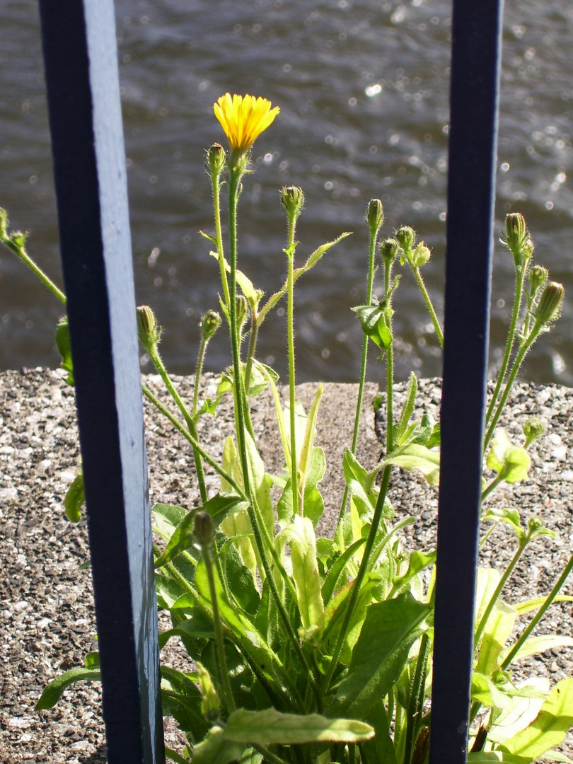 Hinter Gittern...