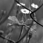 Hinter Gittern