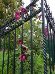 Hinter Gittern