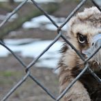 Hinter Gittern