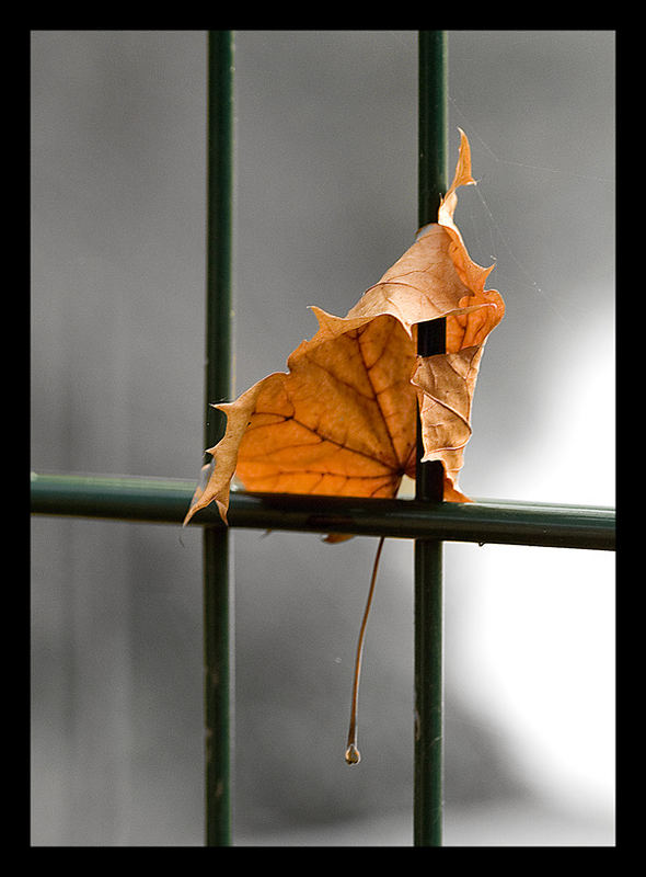 hinter Gittern