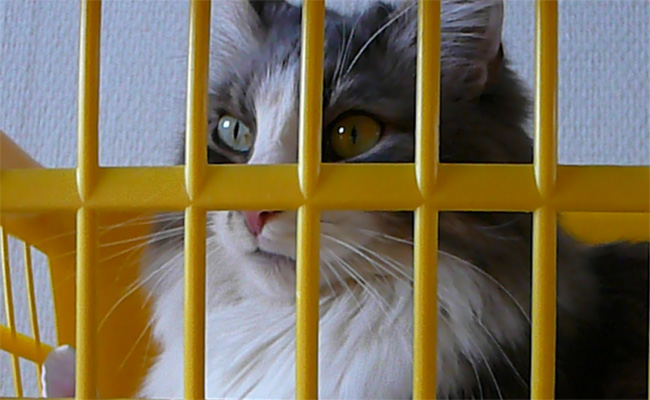 "hinter Gittern"