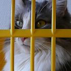 "hinter Gittern"