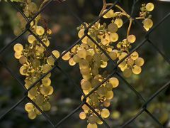 Hinter Gittern