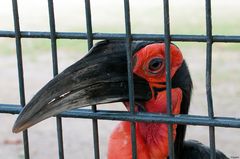 ~ Hinter Gittern ~