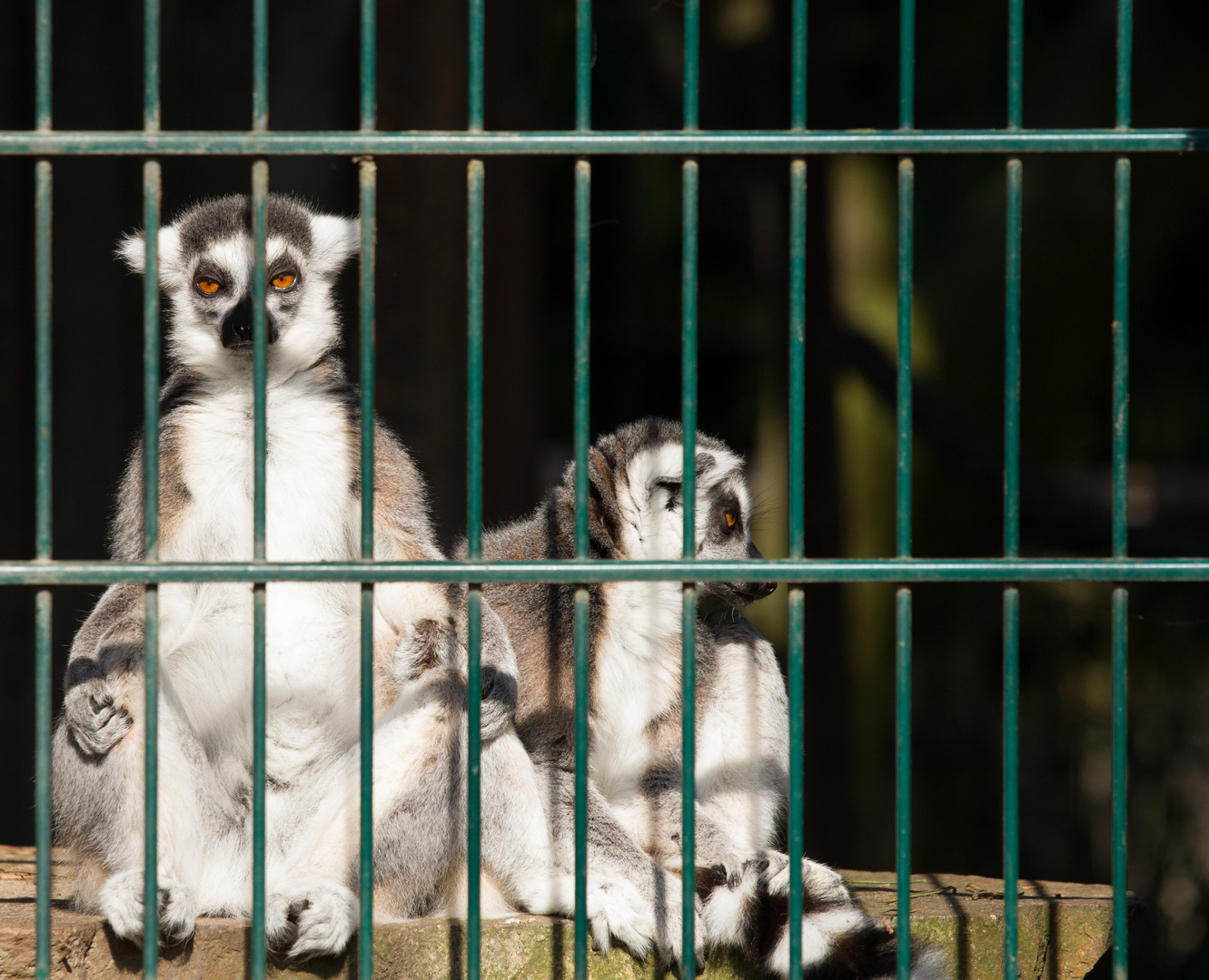 Hinter Gittern