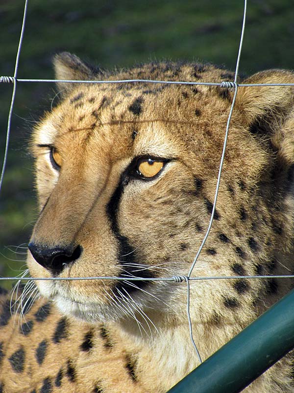 Hinter Gittern