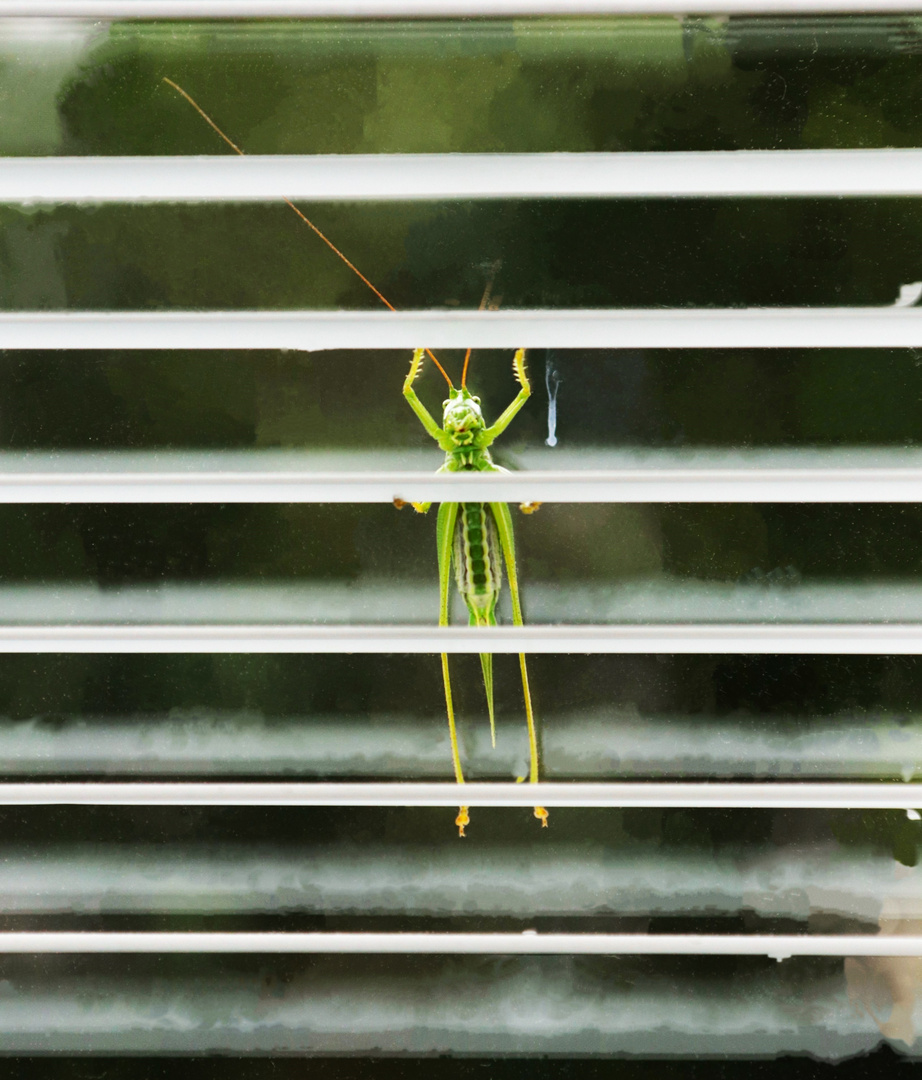 Hinter Gittern