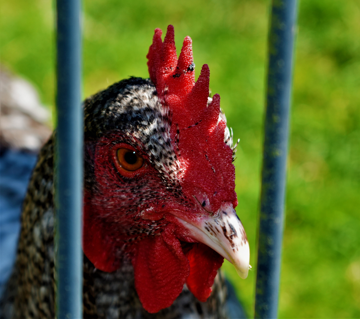 hinter Gittern