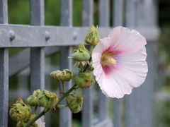 Hinter Gittern