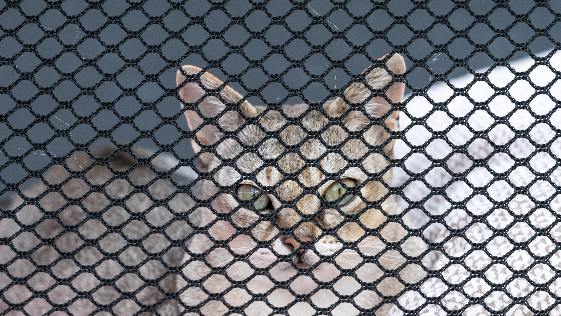 hinter Gittern