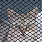 hinter Gittern