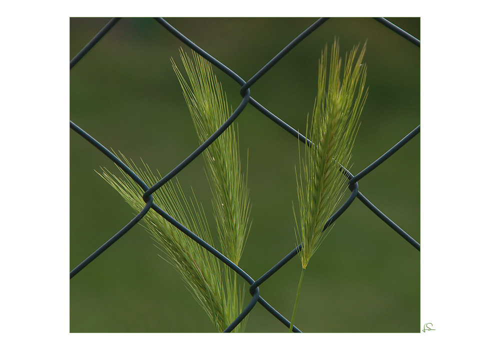 ...hinter Gittern...