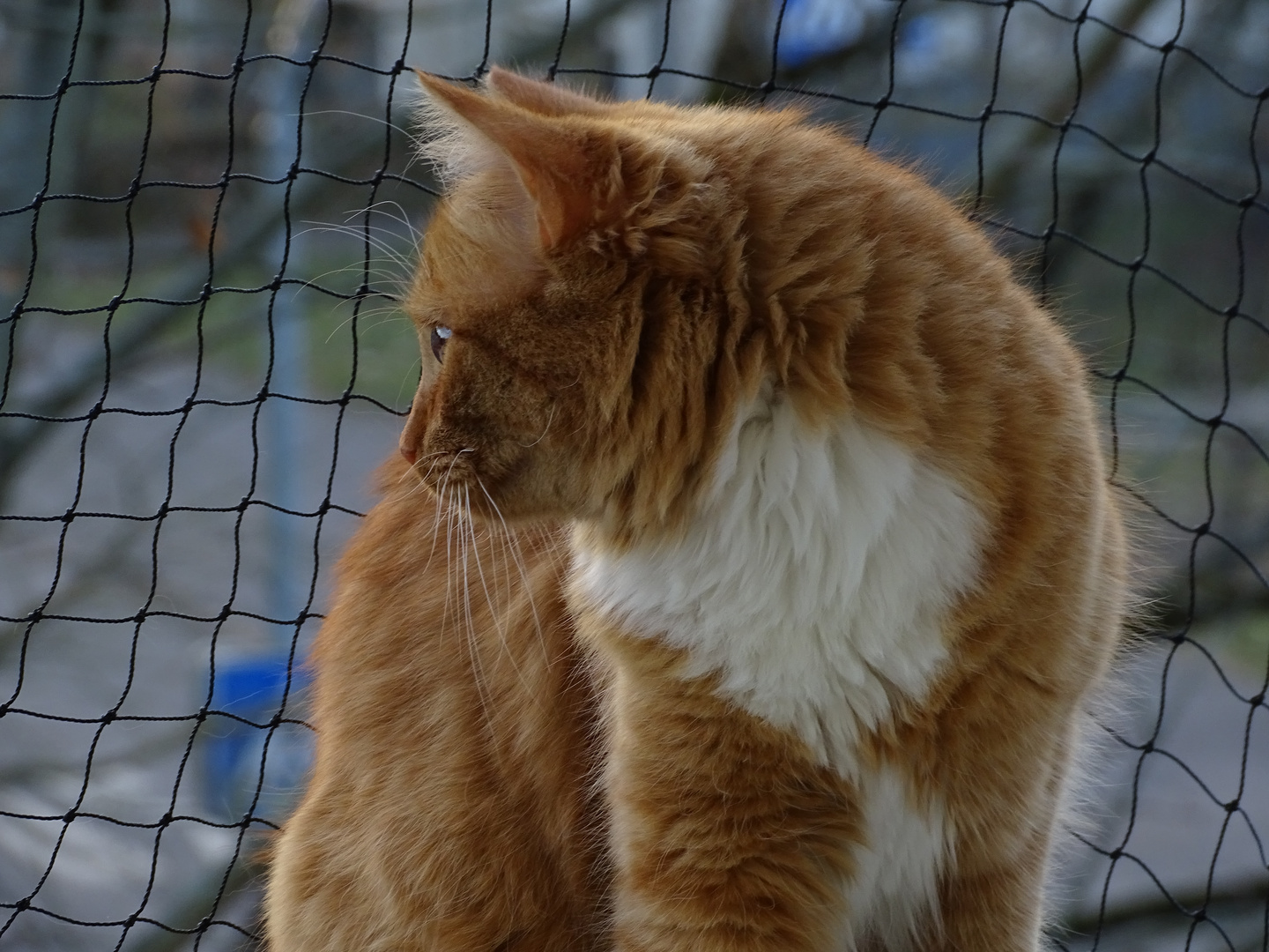 Hinter Gittern 