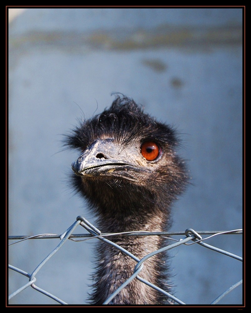 Hinter Gittern!