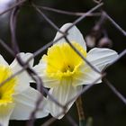 Hinter Gittern