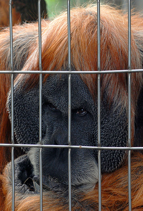 hinter gittern