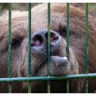 Hinter Gittern